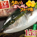 【ふるさと納税】ブリ（半身） 平戸なつ香 約1.5kg【坂野水産】 [KAA004]　鮮魚 夏香 なつ香 ブリ 長崎県 平戸 長崎 平戸市 刺身 まるごと 一本