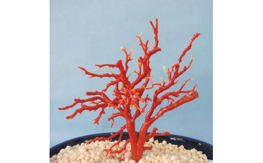 
珊瑚職人館の珊瑚の原木・拝見・置物（g5）
