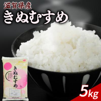 ふるさと納税 彦根市 令和8年産 新米 きぬむすめ 5kg 【滋賀でとれたお米、近江米!】