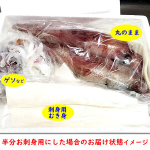 朝とれ白イカ(生・冷蔵)約1.5kg(5-8杯程度入)　半分は刺身用に下処理、半分は丸のままで【配送不可地域：離島・北海道・沖縄県・東北】【1114070】