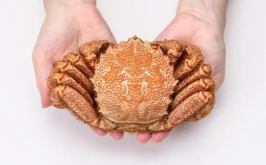【北海道 噴火湾産】 浜ゆで毛がに 2尾 約430g～470g＜カネキチ澤田水産＞ かに カニ 蟹 ガニ がに 森町 ふるさと納税 北海道 毛蟹 毛かに 毛ガニ 毛カニ mr1-1478