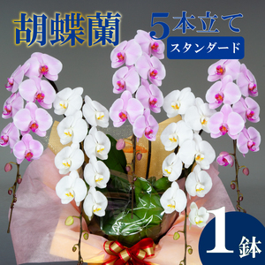 胡蝶蘭 5本立て 紅白 スタンダード  お祝い 須崎洋蘭園 SY011