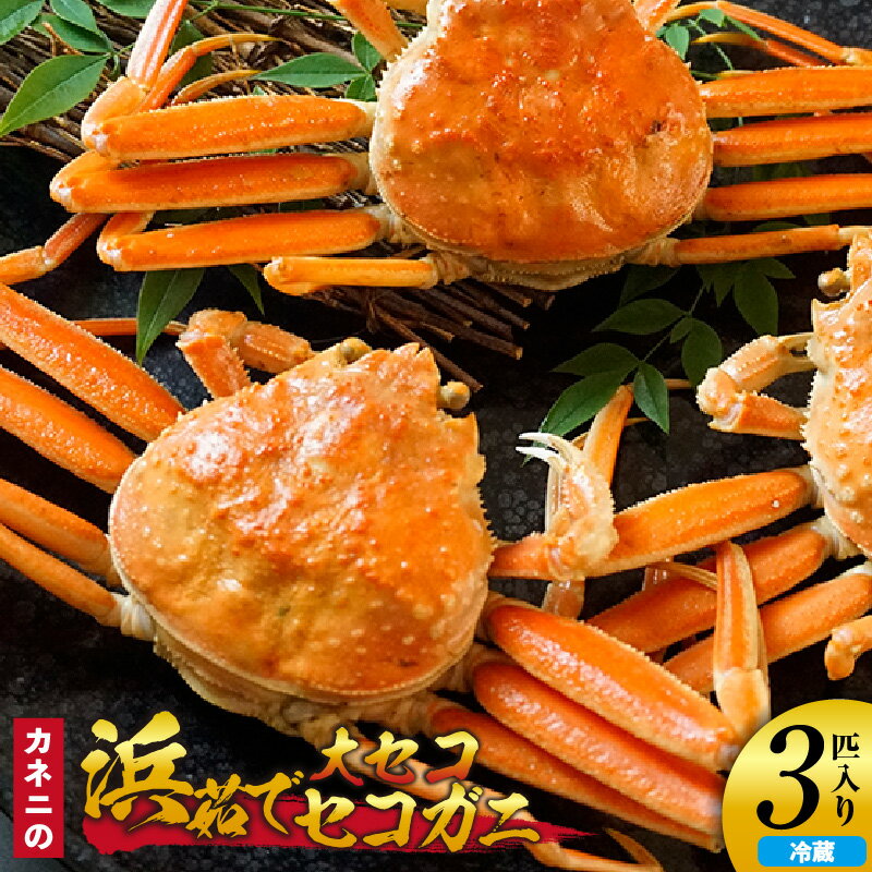 【ふるさと納税】【先行予約】カネニの浜茹でセコガニ 大セコ【3匹入】カニ セコガニ 釜 茹で 蟹 海鮮 せいこがに せこ蟹 セイコ蟹 ボイル 越前蟹 松葉がに コッペガニ 香箱ガニ せこがに 勢子ガニ かに せいこ 冷蔵 06-19 兵庫県 香住産 令和7年11月以降発送 送料無料