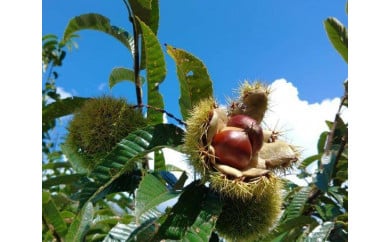 【限定品】丹波栗・２L/１ｋｇ（2025年度） 兵庫県 丹波篠山市 プレミアム栗 期間限定 お取り寄せグルメ 高級 特産品 名産品 マロン