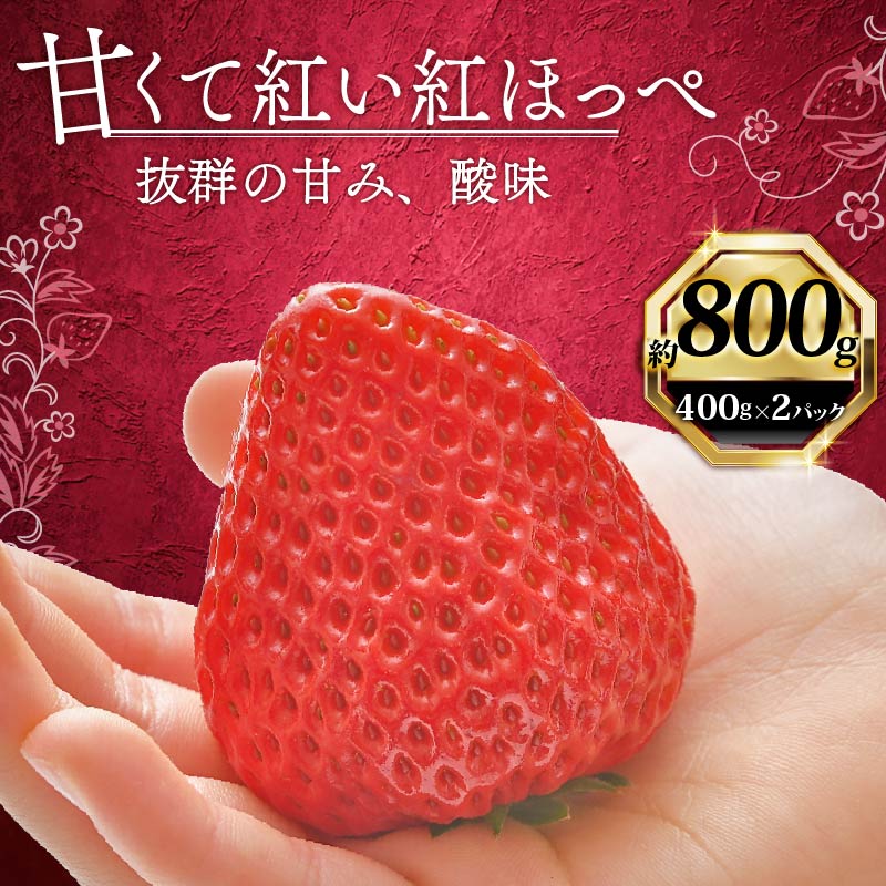 いちご 紅ほっぺ 計 800g 計 2 パック 高級 イチゴ 苺 セット べにほっぺ 2 パック 400g × 2 パック フルーツ 果物 ストロベリー 産地直送 国産 スイーツ デザート くだもの
