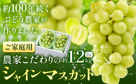 【2026年発送】シャインマスカット ご家庭用 農家こだわりの シャインマスカット  約1.2kg  Nini farm 