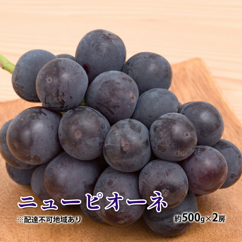 【ふるさと納税】ぶどう 2026年 先行予約 ニュー ピオーネ 約500g×2房 種無し ブドウ 葡萄 岡山県産 国産 フルーツ 果物 ギフト 　お届け：2026年8月下旬～2026年9月下旬