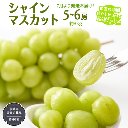 シャインマスカット約3kg 5～6房 【2026年7月より発送開始】（茨城県共通返礼品 [ぶどう]：結城市産） マスカット 種なし 高糖度 ギフト 甘い 美味しい フルーツ [BI263-NT]