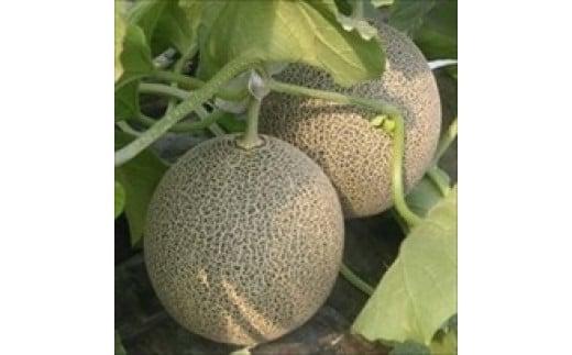 310.タカミメロン　大玉3～4玉入り　5kg以上　1箱　※2025年7月上旬～中旬　※北海道・沖縄・離島への配送不可