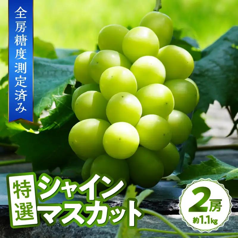 〈2026年度配送分〉【全房糖度測定済み】 山梨県産 特選シャインマスカット 2房（約1.1kg） シャインマスカット 先行予約 2026年 山梨県 ブドウ 種なし リピーター多数 数量限定 草生栽培 2房 約1.1kg 糖度測定 2026年8月上旬より順次配送予定