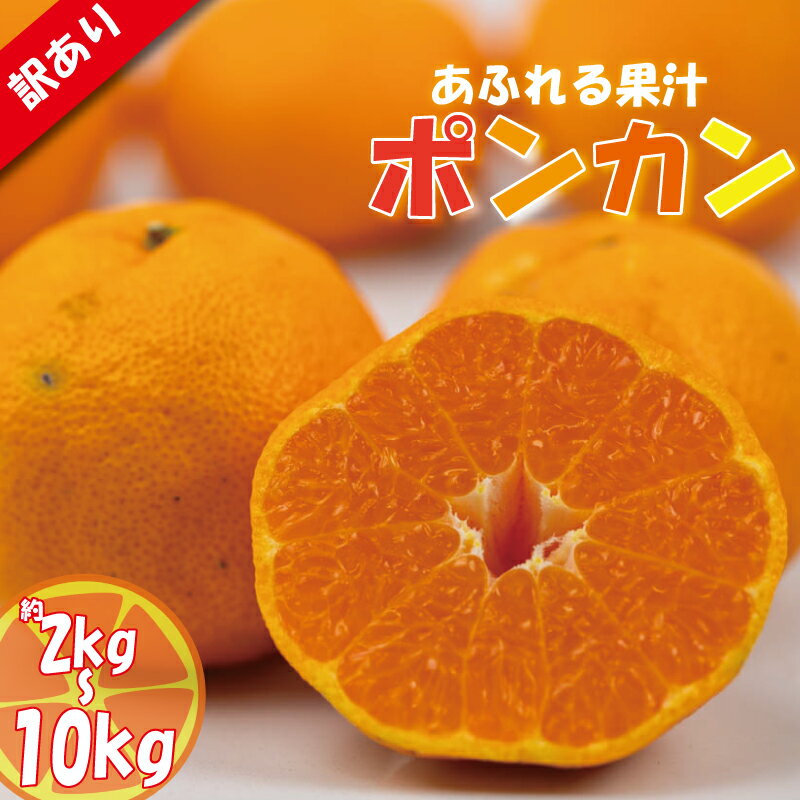 【ふるさと納税】 【先行予約】 訳あり みかん 家庭用 ポンカン 約2kg / 約10kg | ミカン 蜜柑 ぽんかん 甘平 の親品種 柑橘 フルーツ 果物 くだもの 旬の果物 愛媛みかん 愛媛ミカン 産地直送 数量限定 国産 訳あり品 訳アリ 愛媛県 松山市 2026年1月下旬頃より発送予定