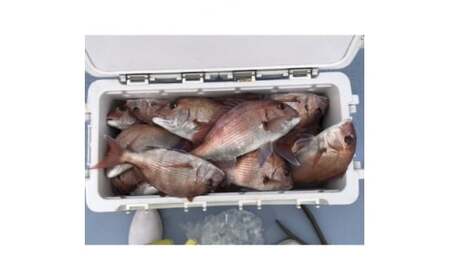 釣り船 真鯛 乗船券 2枚 午前 手ぶらOK 千葉県飯岡港