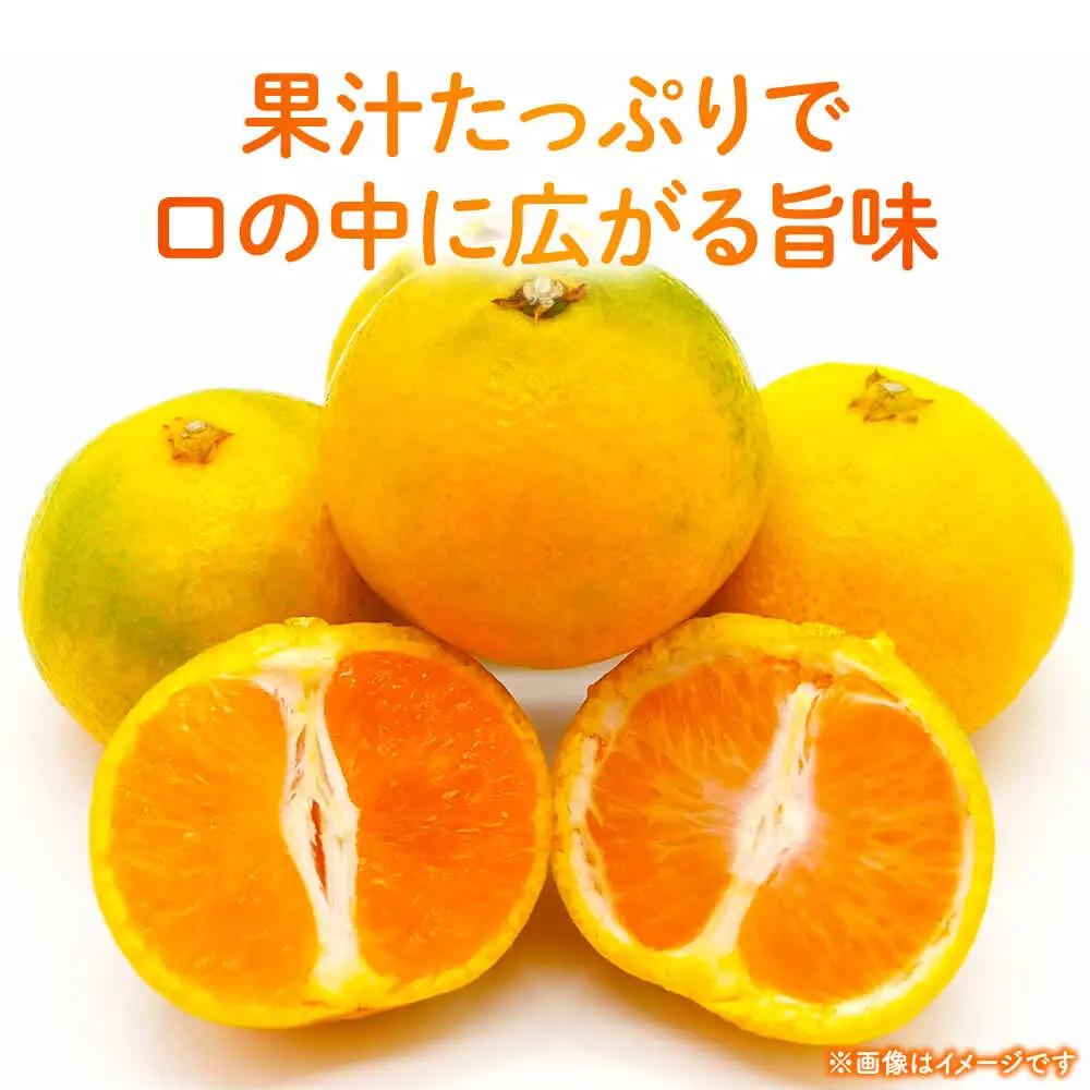 【先行予約】 早生みかん 2S-2L 約5kg みかん 蜜柑 柑橘 フルーツ 果物 【日本フルーツ株式会社】[ZFJ057]