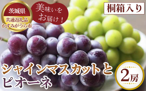 
                  【先行予約】お中元　シャインマスカットとピオーネ　桐箱入り2房【茨城県共通返礼品 かすみがうら市】 ／ 旬 新鮮 葡萄 ブドウ 果物 フルーツ 茨城県 特産品 No.608
                