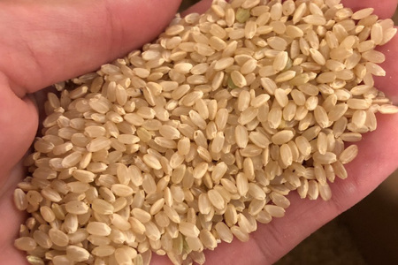 【期間限定発送】 米 令和7年 コシヒカリ 4.5kg [ご馳走畑 静岡県 吉田町 22424520] 令和7年産 お米 コメ 白米 おこめ こめ