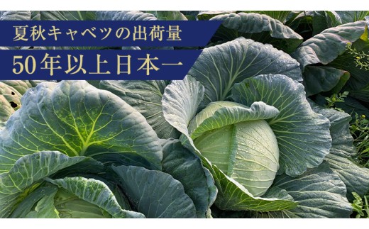 【7月中旬発送開始】 嬬恋キャベツ  嬬恋産 高原キャベツ4玉1ケース 旬の野菜 きゃべつ 産地直送 群馬 お取り寄せ 野菜 セット Lサイズ ZIP! 先行予約 2026年発送 [AS002tu]