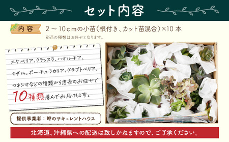 【初心者におすすめ】多肉植物の小苗10本（10種類）セット