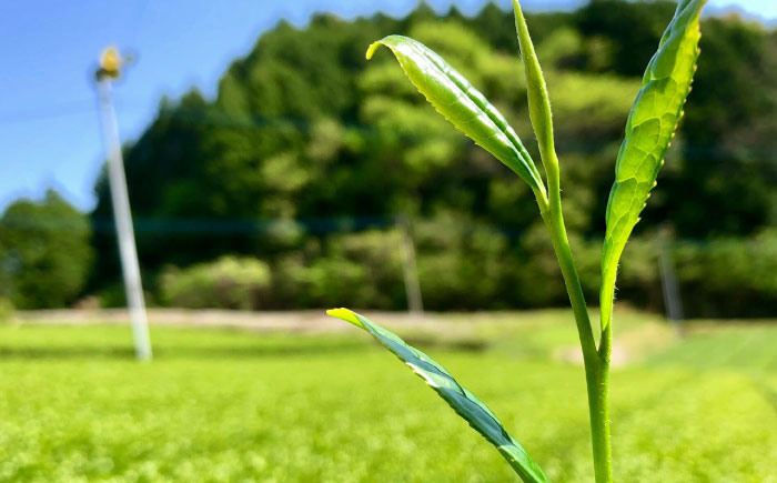 うれしの茶 特上煎茶2本セット /有限会社 原製茶園 [UEJ003]