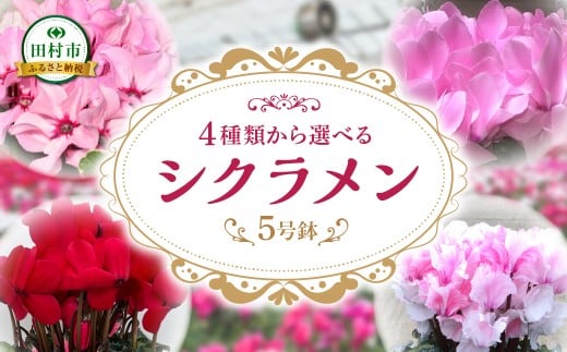 シクラメン イリュージア 5号鉢 贈答 ギフト ラッピング 花 フラワー 冬の花 季節の花 高品種 プレゼント 福島県 田村市 フローラハシモト