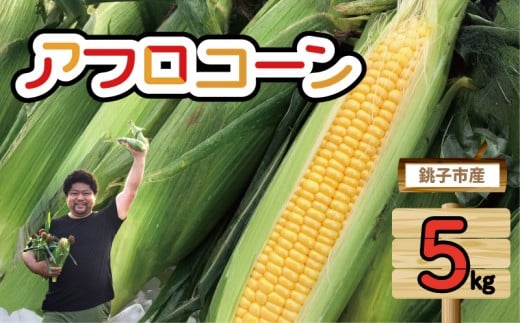 【先行予約】 とうもろこし アフロコーン 約5kg （2026年7月上旬～8月上旬配送） 野菜 銚子産 千葉県産 コーン 旬の野菜 旬の味覚 甘い 生野菜 サラダ スイートコーン 夏野菜 コーン スープ 産地直送 鮮度抜群 大容量 調理 お取り寄せ 季節限定 国産 贈答 プレゼント 贈り物 ギフト 贈答 人気 グルメ 送料無料 ふるさと納税 ふるさと納税野菜 千葉県 銚子市 くるくるやっほー