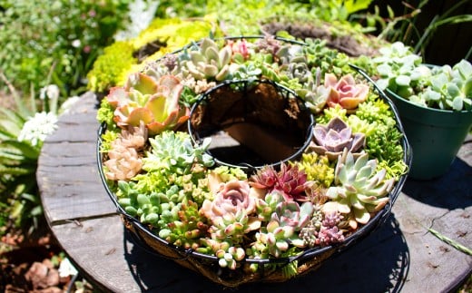 多肉植物のリース型寄せ植え【多肉植物 植物 グリーン おすすめ 約30種 よせうえ 観葉植物 手植え 癒し インテリア ナチュラル かわいい 自然 プレゼント ギフト 贈り物】