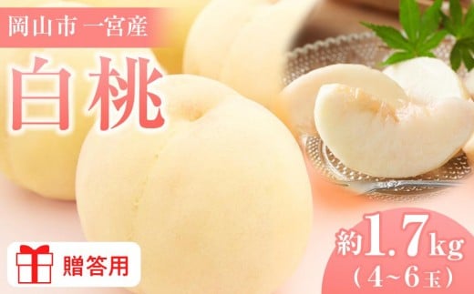 
            桃 2026年  贈答用 岡山市一宮産 白桃（早生、中生種）約1.7kg 4～6玉  犬塚農園【白桃 桃 もも はくとう 果物 果汁 フルーツ 岡山市 岡山県産 岡山県 おすすめ 人気 新鮮 先行予約 ギフト 贈答用】
          