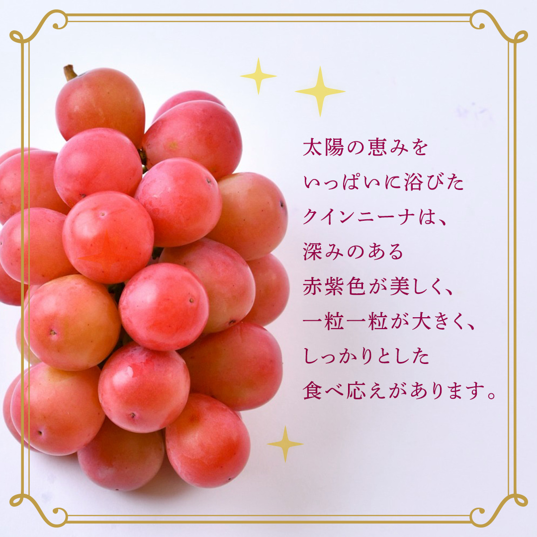 クインニーナ 約1.3kg（約2房） 【2026年8月より発送開始】 （茨城県共通返礼品 [ぶどう]：結城市産） ぶどう ブドウ 葡萄 クインニーナ 種なし 皮ごと 高級 国産 ふるさと納税 [FC1