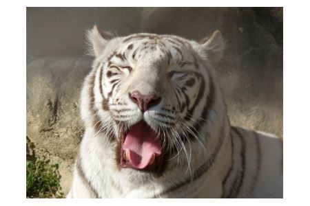 東武動物公園【入園券（ペア）】【11246-0236】