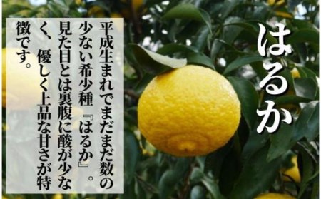 【はるか】家庭用 約2.5kg ＜2025年2月から3月中旬頃発送＞（ 愛媛 みかん 蜜柑 希少 フルーツ 果物 みかん 蜜柑 果物 みかん 蜜柑 はるか フルーツ みかん 柑橘 ）【PT027_x】