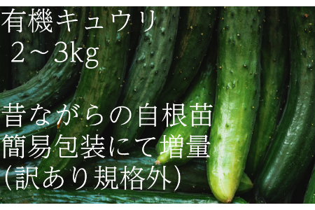【フードロス対応・規格外】有機キュウリ　訳あり野菜を簡易包装にして増量　接ぎ木ではない昔ながらの自根きゅうり　旬の時期（６月、7月、8月）のみ夏季限定発送 2139 きゅうり　胡瓜