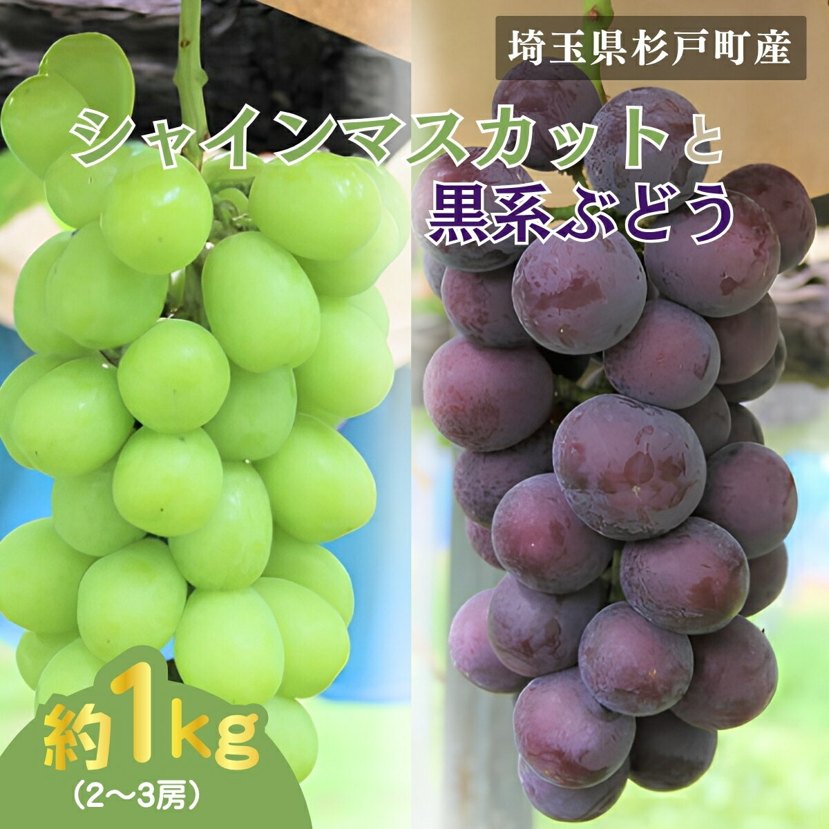 【ふるさと納税】シャインマスカット＆黒系ぶどう詰め合わせ 1kg(2〜3房) 先行予約 | シャインマスカット しゃいんますかっと ぶどう ブドウ 葡萄 ブラックビート 富士の輝 詰合せ 旬 季節 数量限定 果物 フルーツ セット 直送 贈答 プレゼント 田原ぶどう園 埼玉県 杉戸町