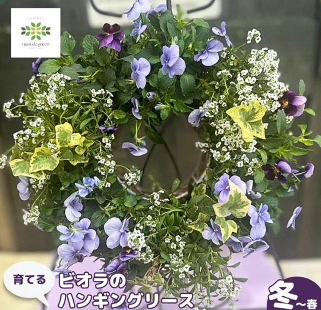 
            【先行予約】 花 育てる パンジー ビオラ ハンギング リース 寄せ植え 生花 自然 お花 植物 フラワー ギフト ガーデニング 飾り 庭 ベランダ 壁掛け 贈り物 静岡県 藤枝市 2025年11月より発送 オンライン決済限定
          