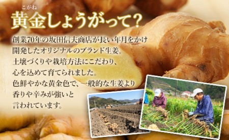 黄金しょうが粉末50g×3袋セット - 送料無料 生姜 ジンジャー のし対応不可 数量限定 ジンジャーパウダー 生姜粉末 からだぽかぽか 冷え症対策 国産 特産品 高知県 香南市【常温】 Xnb-00