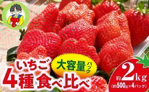 【2026年 先行予約】いちご 4種食べ比べ 大容量パック 約500g×4パック 2kg | コク 甘み 朝採れ イチゴ 苺 高品質 たっぷり 新鮮 完熟 旬 ストロベリー 高級 産地直送 果汁 甘い あまい 人気 高評価 高糖度 ごほうび プレゼント 朝採れ やよいひめ ななか 恋みのり あまおとめ あすかルビー 贈答用 群馬県 前橋市