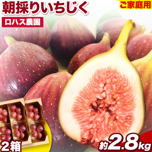 【ふるさと納税】ご家庭用 朝採りいちじく 2箱 約2.8kg 350g×8パック ロハス農園《8月上旬-11月末頃出荷》和歌山県 紀の川市 無花果 イチジク【配送不可地域あり】