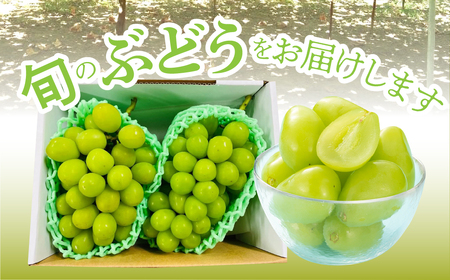 ＜2025年発送分先行予約＞南アルプス市産　シャインマスカット2房～3房（約1.2キロ）クール便発送 ALPAG007