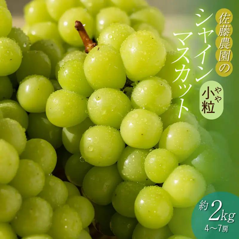 【令和8年産先行予約】 鶴岡市産 シャインマスカット(やや小粒) 約2kg (4～7房)　佐藤農園 