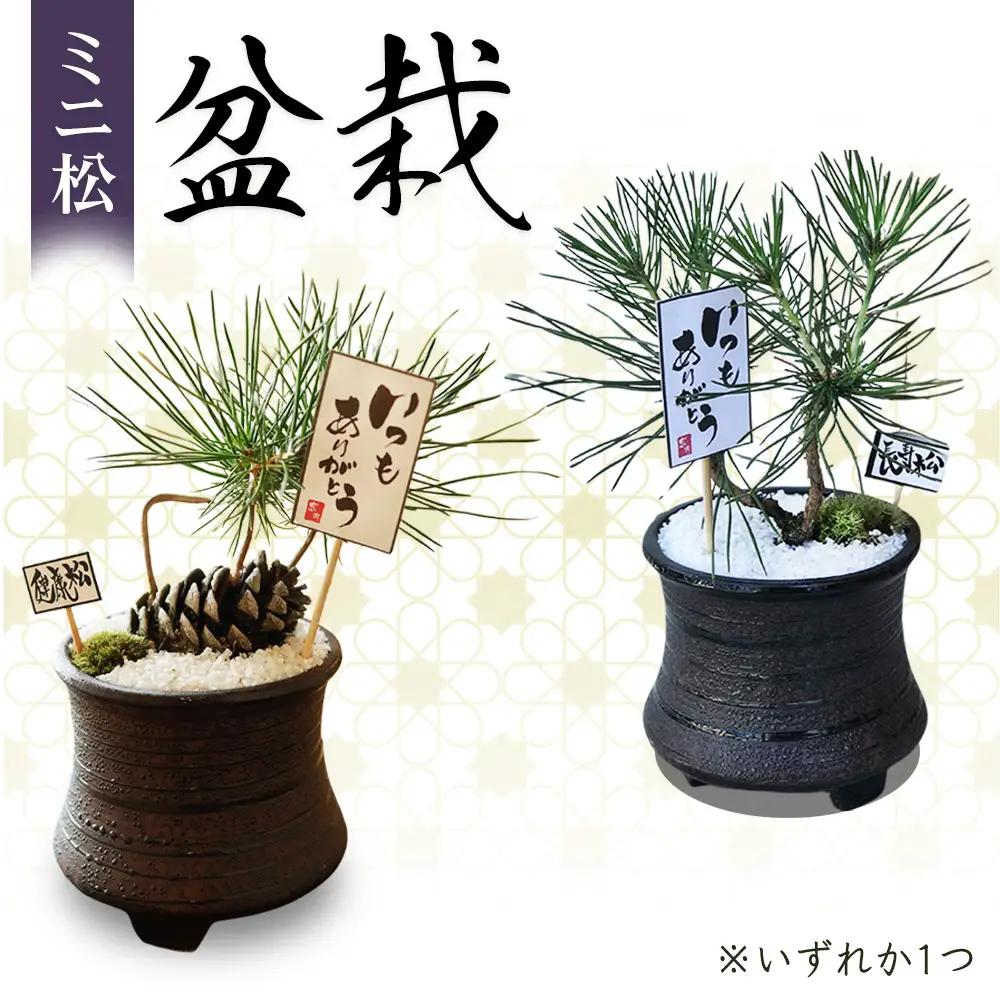 ミニ松 盆栽 ※2026年6月～発送