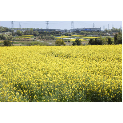 なのはな油600g×2(愛知県産菜種100%使用、昔ながらの一番搾り製法)【1261086】