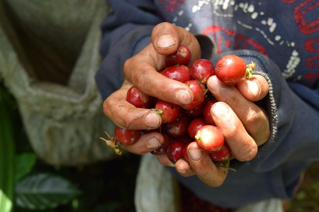 コーヒー 珈琲 飲料 コーヒー豆 200g ホンジュラス産 浅煎り 焙煎 無農薬 ホルヘさんのコーヒー カトラッチャコーヒー焙煎所 香り コク プレゼント ギフト 愛媛 伊予市｜B433