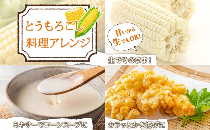 【 2026年 発送 】 北海道産 とうもろこし 計12本 L-2L サイズ混合 ロイシーコーン 大きめ 旬 朝採り 新鮮 トウモロコシ 甘い 夏野菜 とうきび お取り寄せ 産地直送 野菜 しりべしや