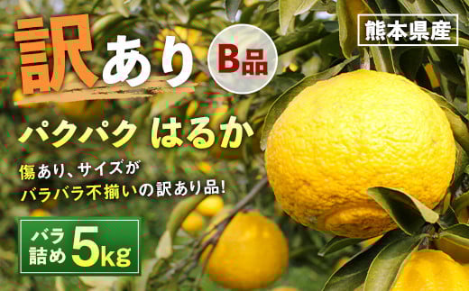 
            パクパクはるか 5kg バラ詰め 訳あり（B品） みかん ミカン 柑橘 果物 フルーツ【2026年2月下旬-6月下旬発送】
          