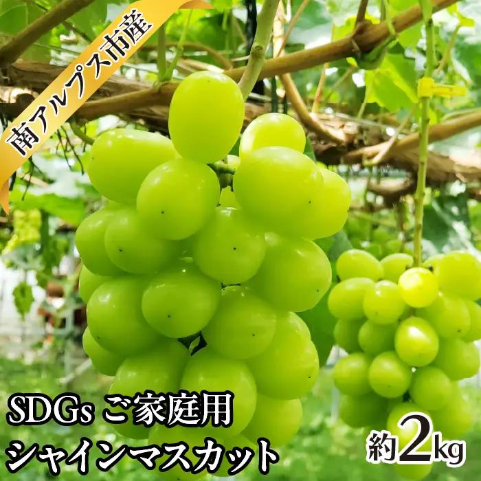 ＜2026年発送先行予約＞SDGs ご家庭用 シャインマスカット約2.0kg  ALPAJ042
