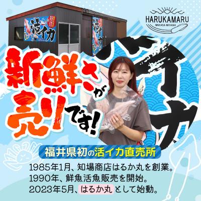 ふるさと納税 美浜町 【三枚おろし】天然 地物 入手困難 ひるがの寒ぶり 1匹 まるごとお届け 【約8〜9kg】 |  | 02
