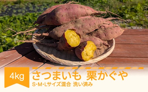 
                  【先行予約】さつまいも 洗い済み 栗かぐや 約4kg 村山市産 2026年産 令和8年 山形県産 no-spkka4
                