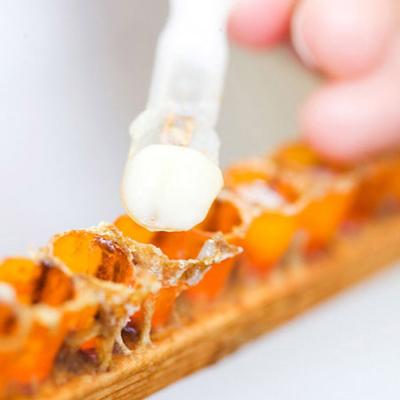 ふるさと納税 大仙市 全寿王乳  調整ローヤルゼリー R370S 80g|22_rsm-070101 |  | 02