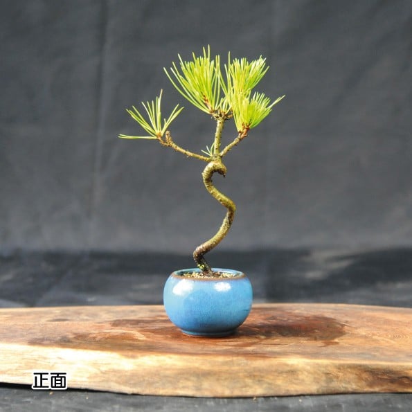 
                  赤石の泉 黒松（鉢植え） S-20
                