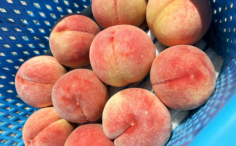 牧野果樹園　川中島白桃約３kg（8～10玉） | 桃 フルーツ 果実  人気 おすすめ ギフト プレゼント 送料無料 長野県 長野市 信州 信濃 ふるさと納税