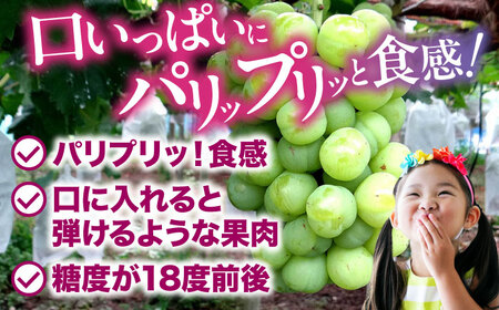 【先行予約】【2025年8月下旬から順次発送】瀬戸ジャイアンツ 2kg（4から6房）愛媛県大洲市/有限会社ふじブドウ園[AGDB003]