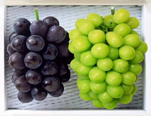 【ふるさと納税】【先行予約】岡山県産　秋の種無しぶどう詰め合わせ（約1.2kg）環-13